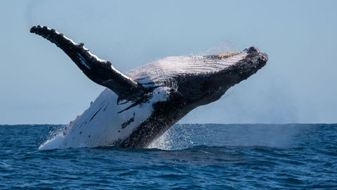A Deep Dive With Whales Is a Lesson in Humility, Hunger and the Awesome Power of the Seas