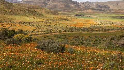 South Africa's Super Bloom Has The Best Wildflower Views In The Country