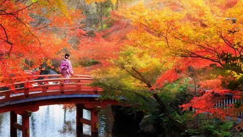 From Kyoto To Kashmir: Explore Asia's Diverse Fall Foliage Wonders