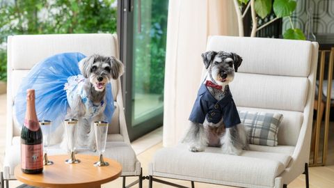 Japan Is the Next Land of the Luxury Petcation
