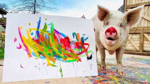 This Farm Animal Sanctuary Is Also A Hotel — And Its Resident Pig Is A World-Famous Artist